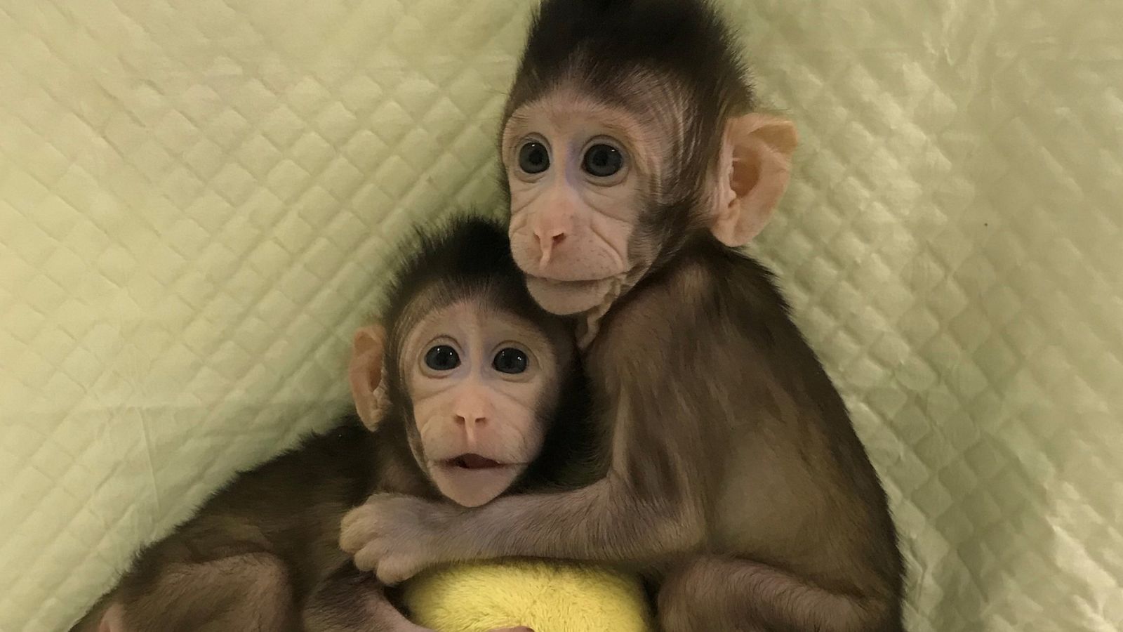 Científicos chinos clonan a dos monos con misma técnica usada para la oveja Dolly | Ver