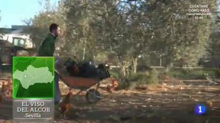 Aquí la Tierra - La dieta de las gallinas ecológicas