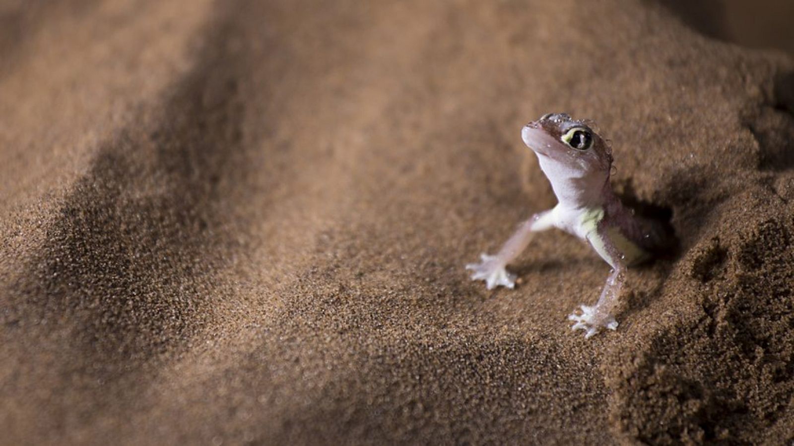 Otros documentales - Planeta Tierra II: Desiertos - ver ahora