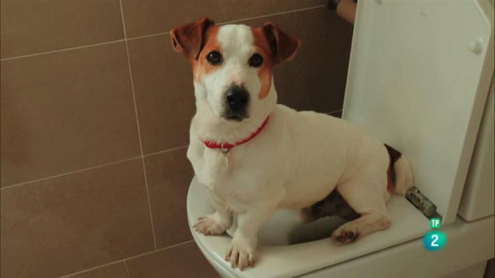 RTVE responde - RTVE responde - Sabuesos