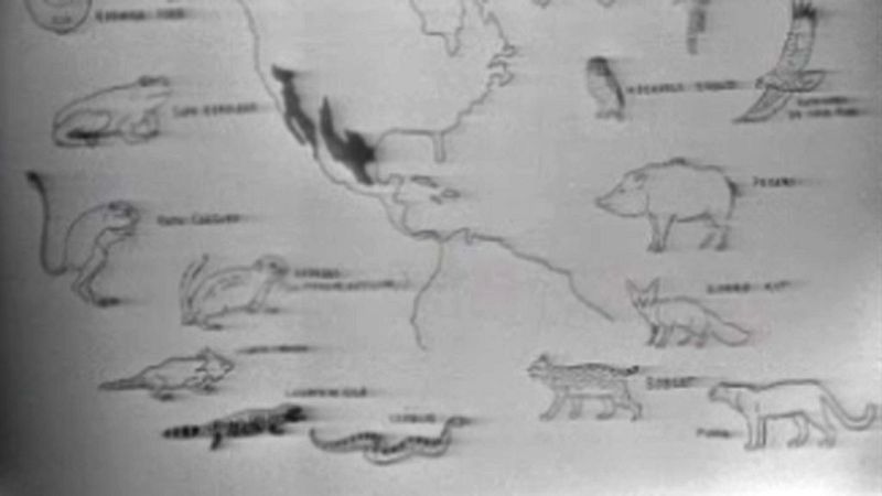  El planeta azul - El saguaro (I)