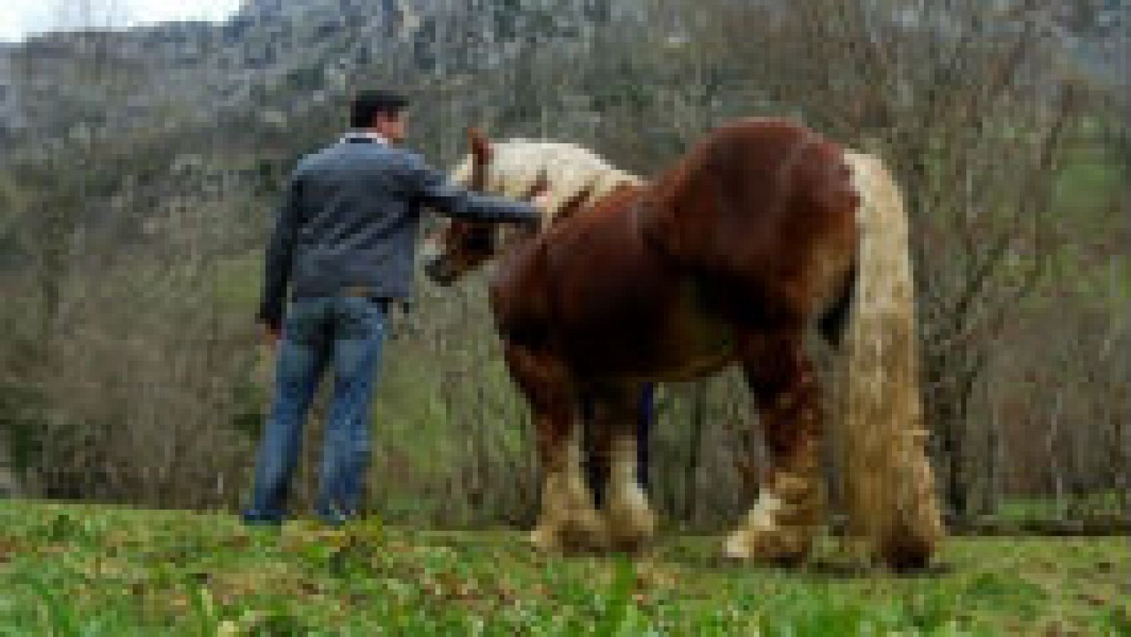 Un caballo al que no puedes dejar de mirar