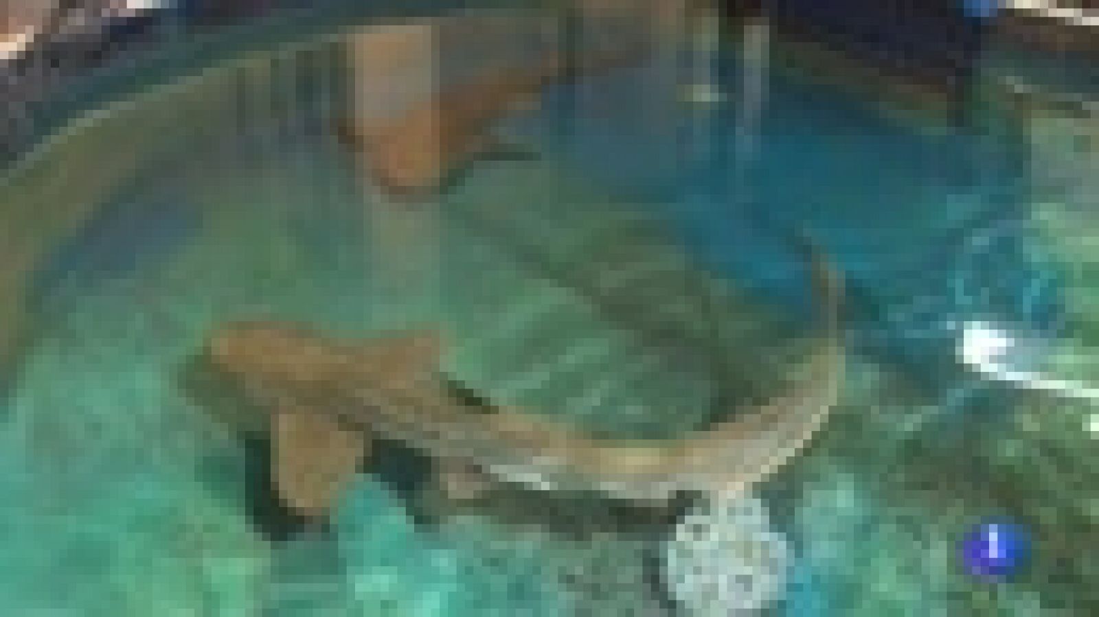 Sensores instalados en tiburones permitirán explorar los océanos a un nivel desconocido