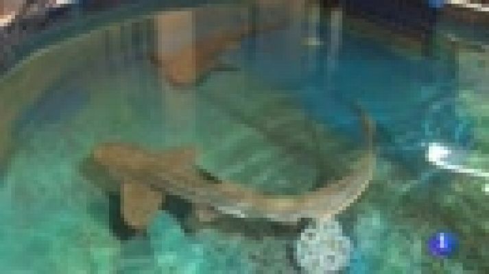 Telediario 1 - Sensores instalados en peces permitirán explorar los océanos a un nivel desconocido