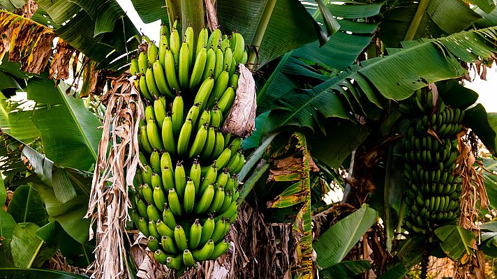 Comida al descubierto: Plátanos, la carne planta