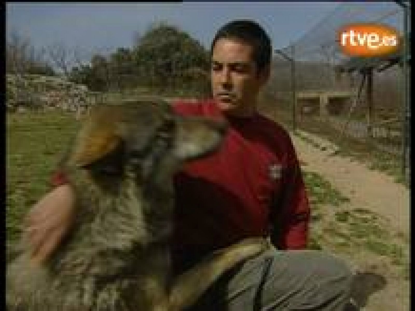 Informe Semanal: Aullando con lobos | RTVE Play