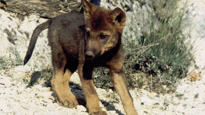 Aullando con lobos