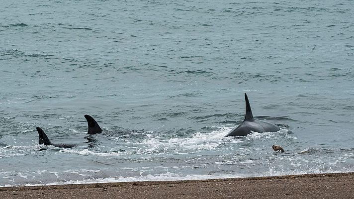 Grandes documentales - Supervivencia extrema: La caza