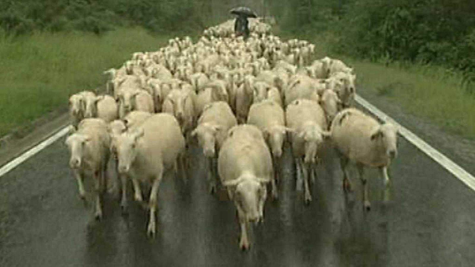 Espacios naturales "Huellas Trashumantes" - La Cañada de los Roncaleses - ver ahora