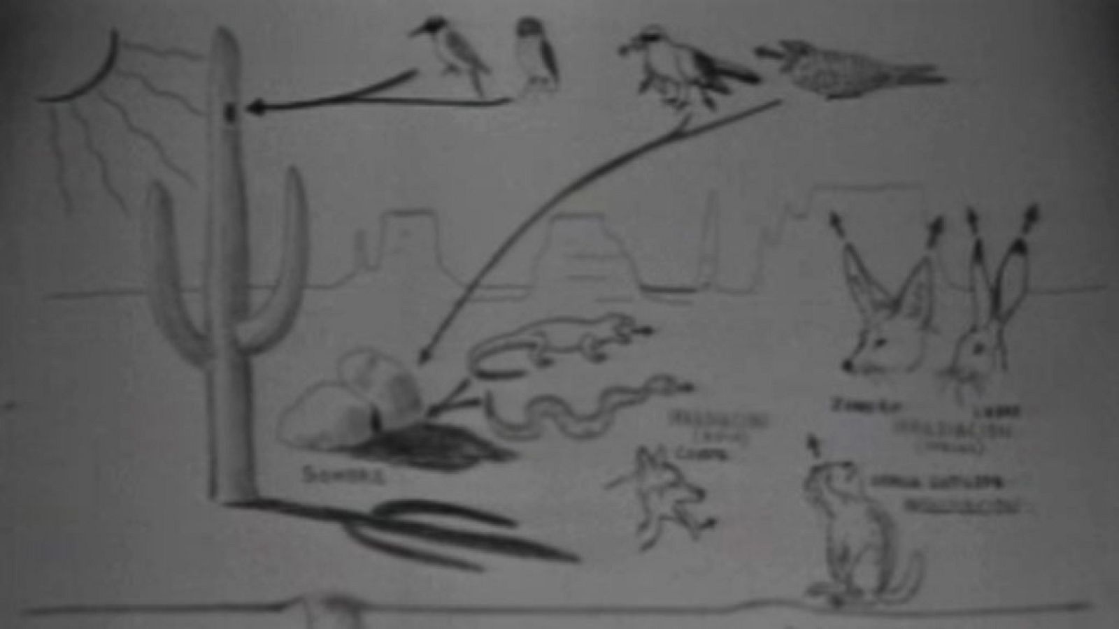 El planeta azul: El saguaro (II) | RTVE Play