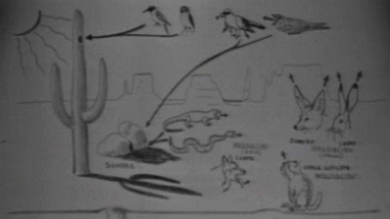  El planeta azul - El saguaro (II)