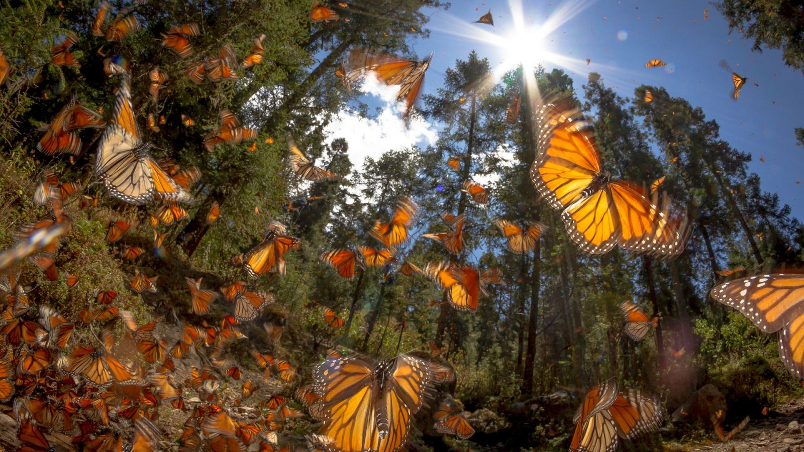 Grandes documentales - Supervivencia extrema: Travesias increibles - ver ahora