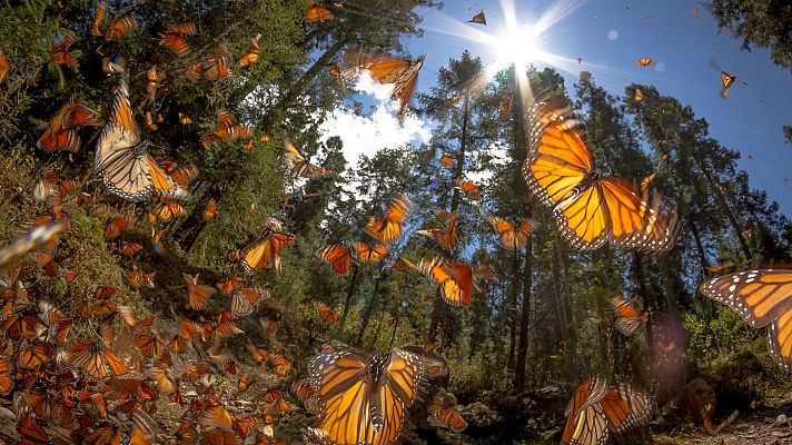 Grandes documentales - Supervivencia extrema: Travesías increibles