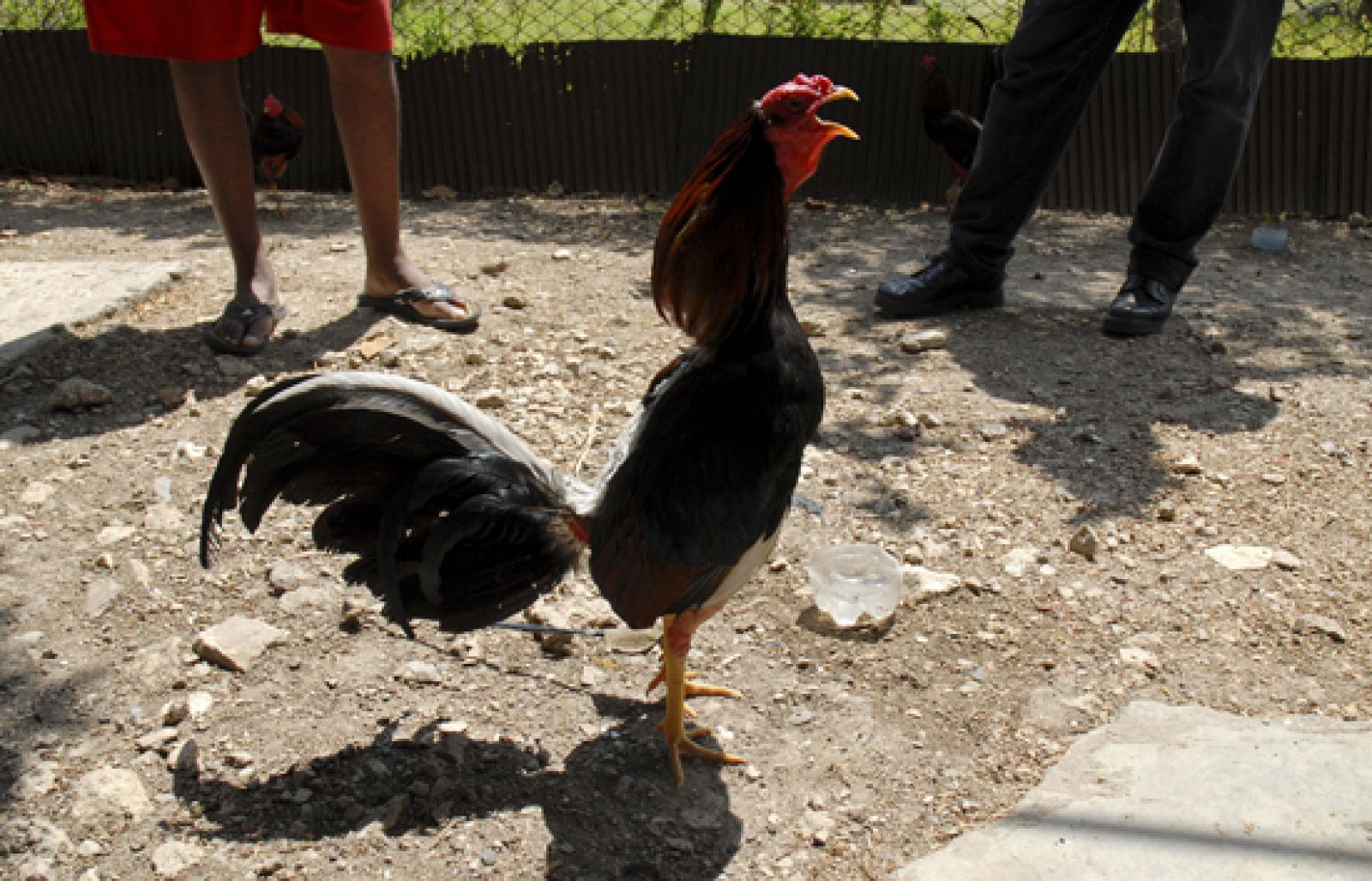 Reporteros del telediario - Aunque están prohibidas, en España hay peleas de gallos