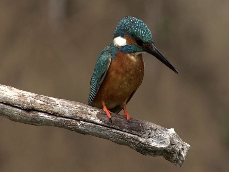 ¡Qué animal! recorre esta semana el Parque Natural de los Arribes del Duero, un paraíso para las aves