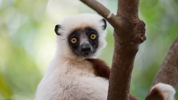 Alianza en la Amazonia: Monos del nuevo mundo