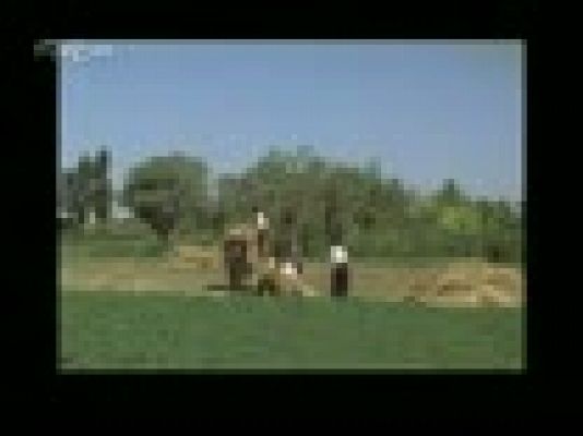 Raíces - La tarántula