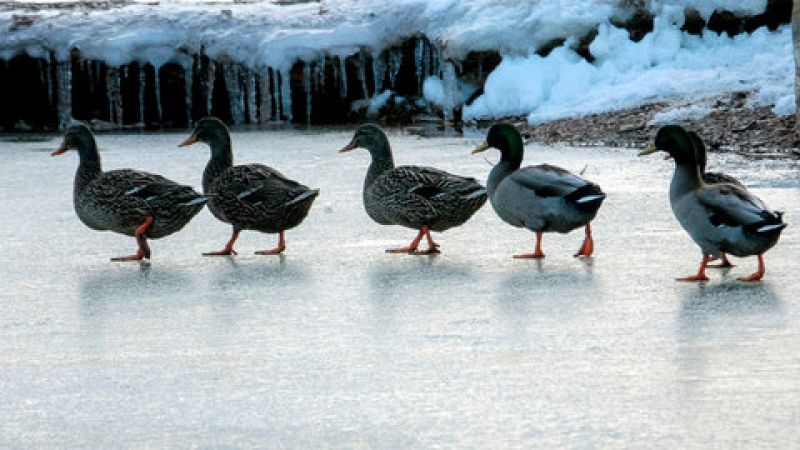 Nevadas en el Cantábrico y Pirineos que se pueden extender a otras zonas del tercio norte peninsular