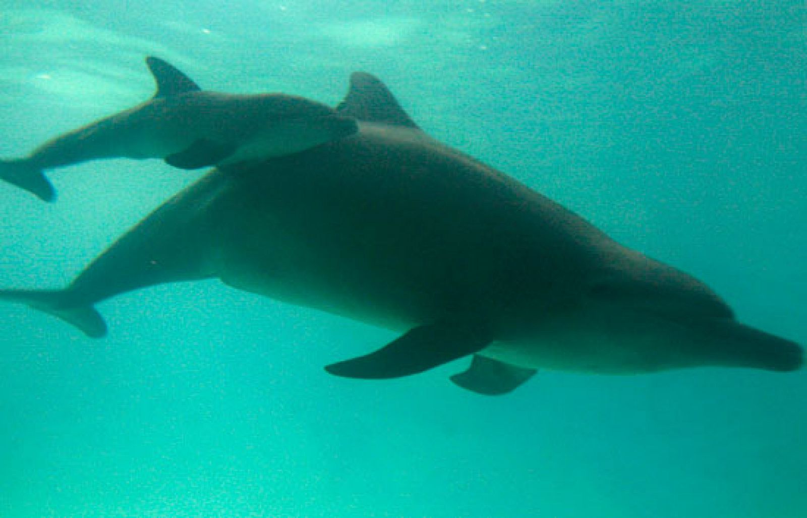 Delfines que fabrican sus juguetes