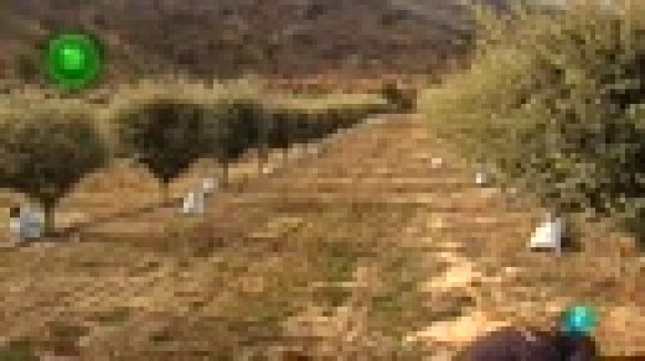 Agrosfera - TRUFA NEGRA