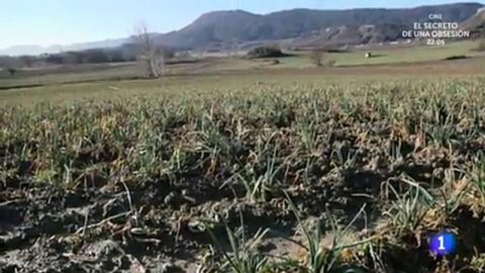 Calçotada ¡que ya es hora!