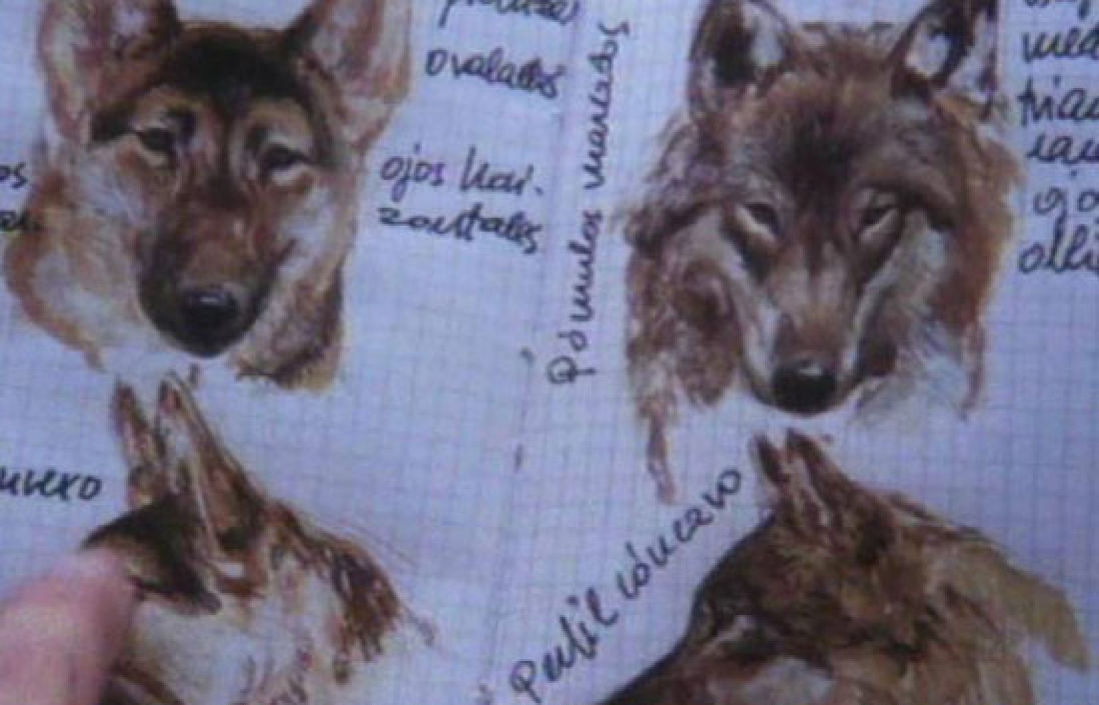 Fragmento de un programa de la serie "El Hombre y la Tierra" - El hombre y la Tierra | Ver