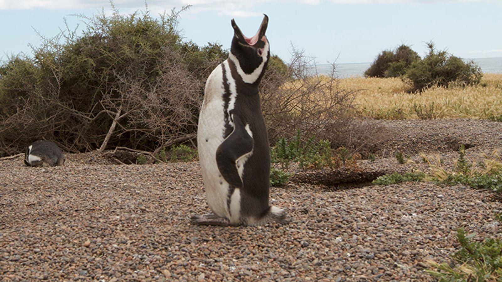 Grandes documentales - Supervivencia extrema: La llamada de la selva - ver ahora