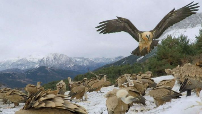 Aquí la Tierra - El apasionante Parque Nacional de Ordesa y Monte Perdido