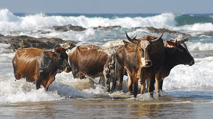 Supervivencia extrema: Animales sociales