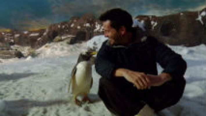 Pingüinos, embajadores del amor 