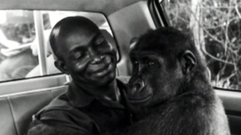 La foto de un gorila con su rescatador conquista el concurso del Museo de Ciencias Naturales de Londres