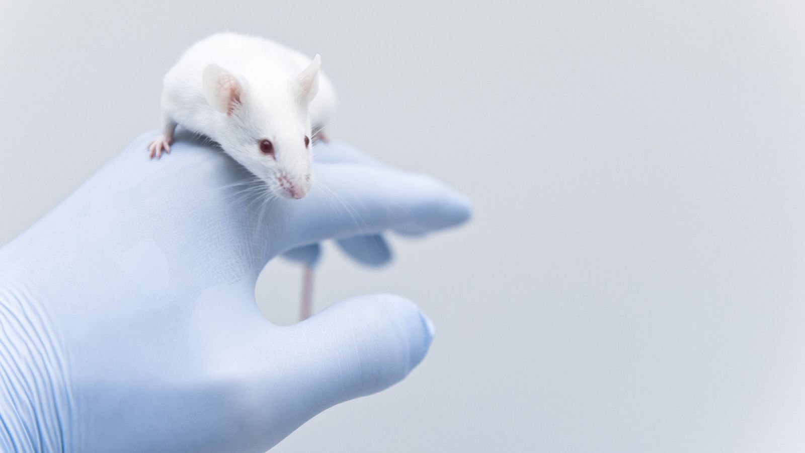 Telediario 1: Investigadores de Barcelona curan ratones con cáncer de colon y los hacen inmunes | RTVE Play