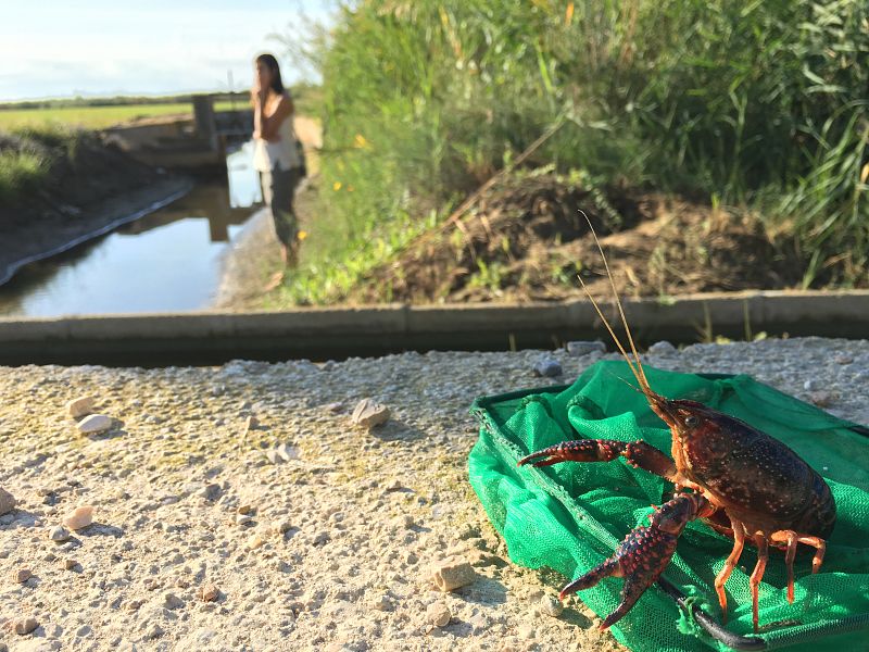 ¡Qué animal! recorre esta semana el Delta del Ebro, el segundo hábitat acuático más extenso de España