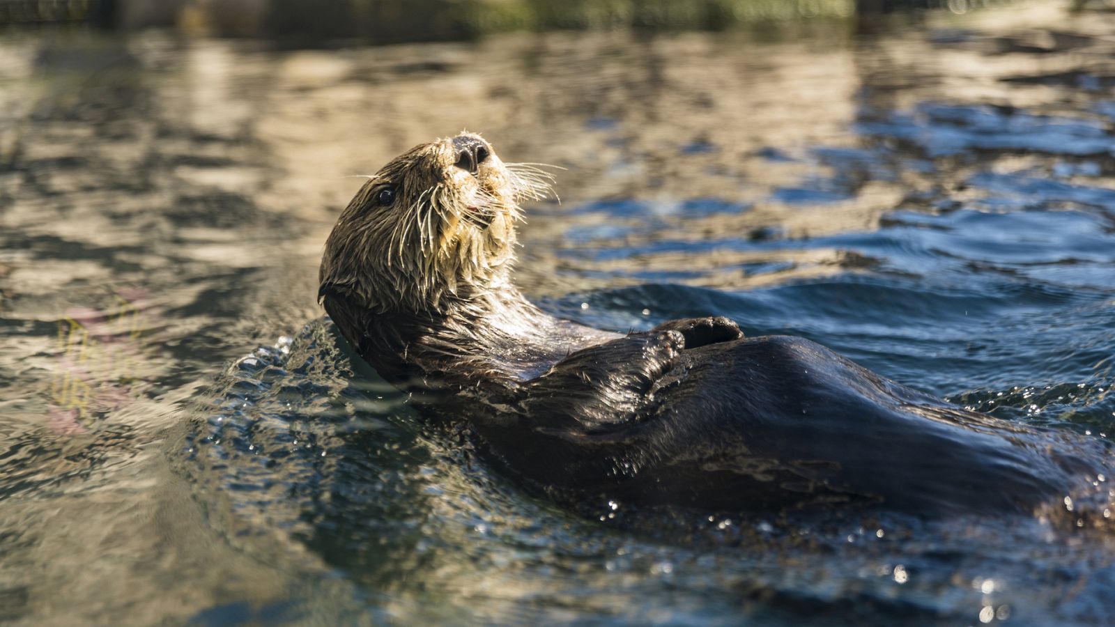 Grandes documentales - Supervivencia extrema: Mentes animales - RTVE.es