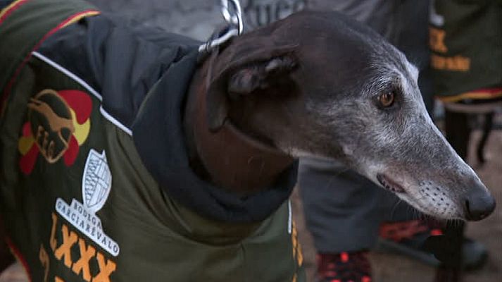 LXXX Campeonato de España de Galgos. Semifinales