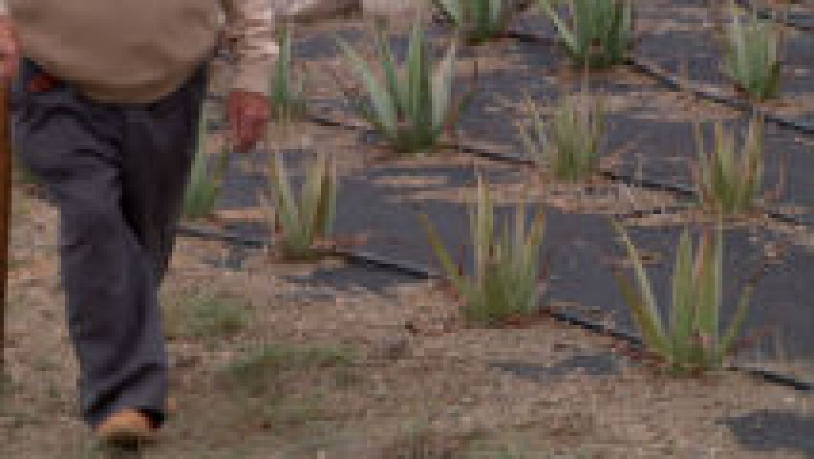 Aloe vera en nuestros campos