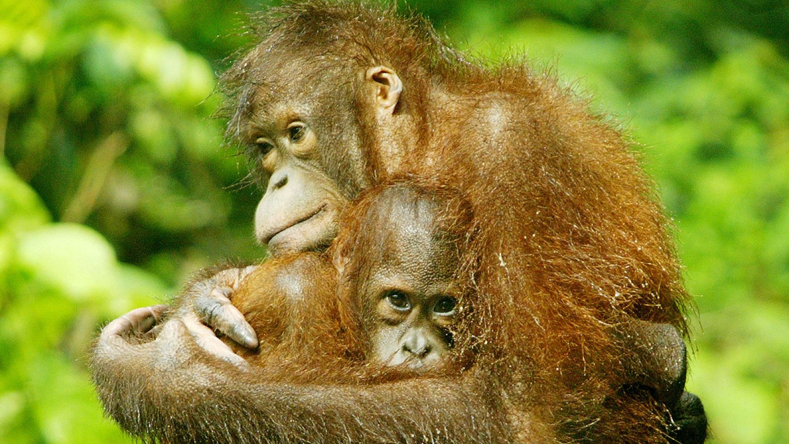 Dramático descenso del número de orangutanes en Borneo