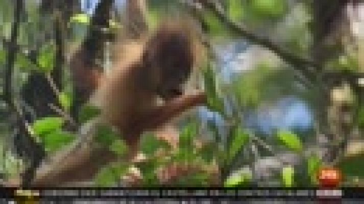 Dramático descenso del número de orangutanes en Borneo