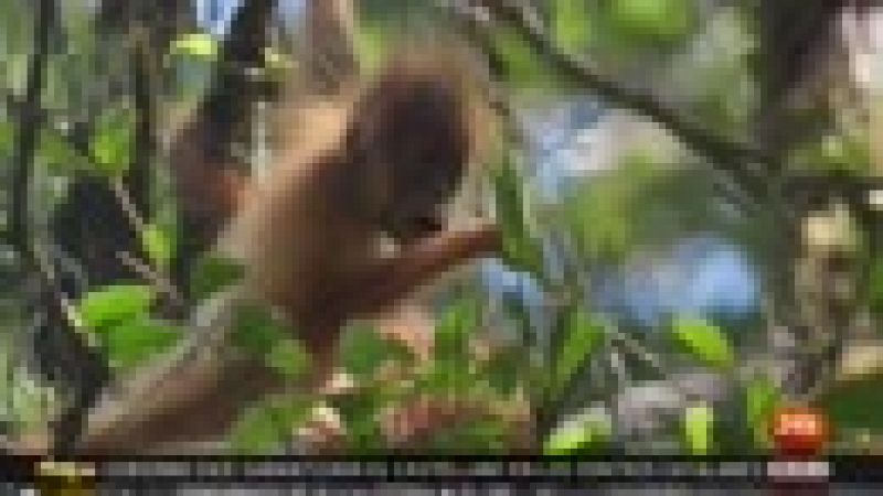 Dramático descenso del número de orangutanes en Borneo