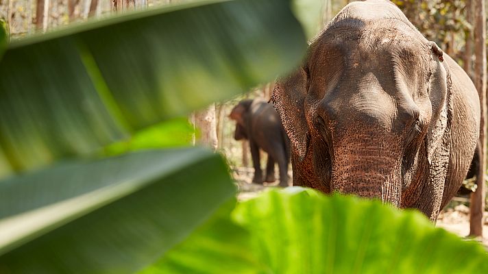 Grandes documentales - Supervivencia extrema: Peleas en la selva
