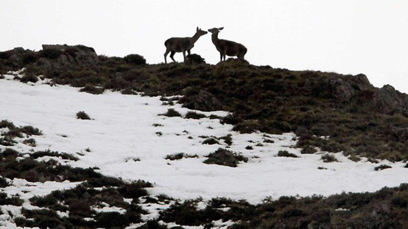 Precipitaciones que pueden ser localmente persistentes en el Cantábrico oriental y Pirineos.
