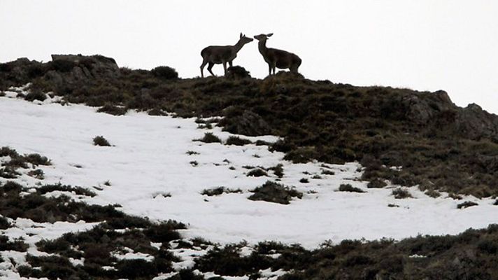 El tiempo - Precipitaciones que pueden ser localmente persistentes en el Cantábrico oriental y Pirineos.
