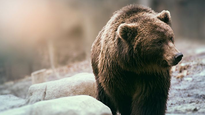 Grandes documentales - Territorio Grizzly