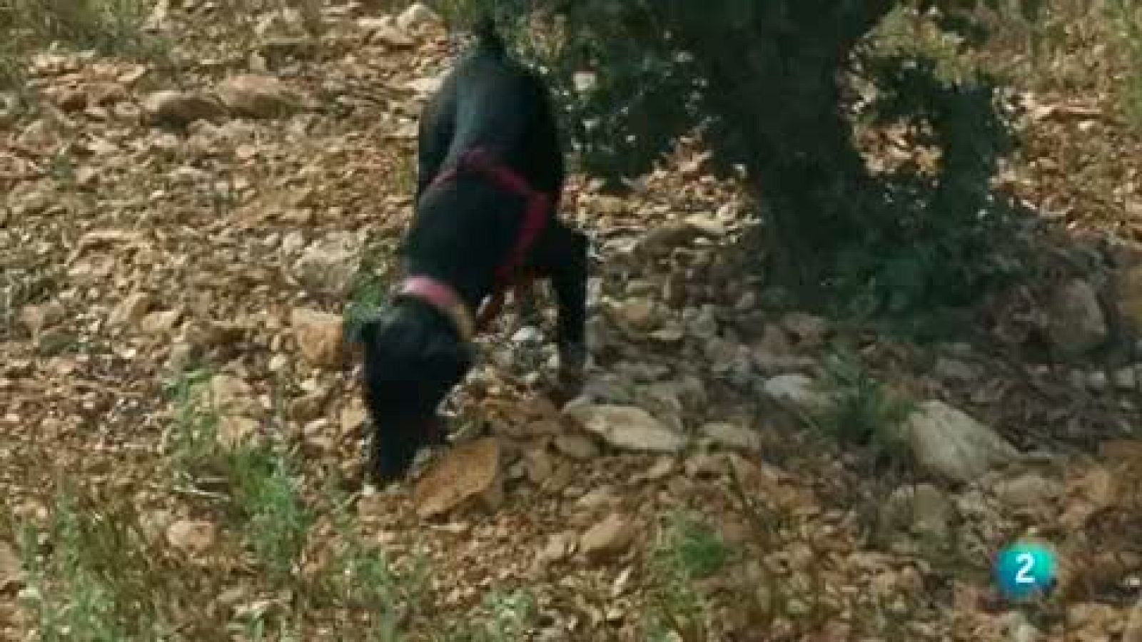 Roberto Capone: el mejor buscador de trufas