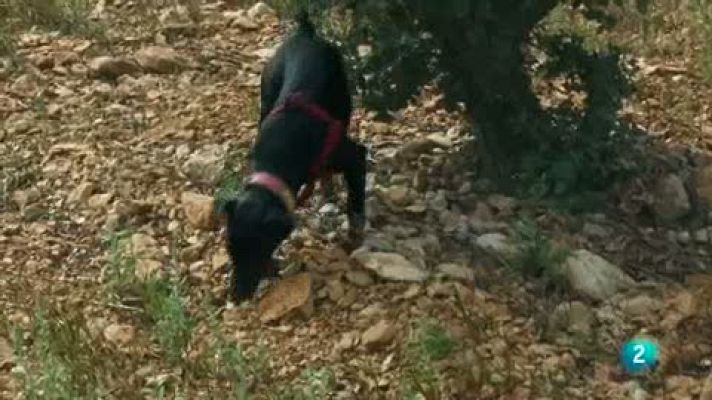 Las rutas Capone - Roberto Capone: el mejor buscador de trufas