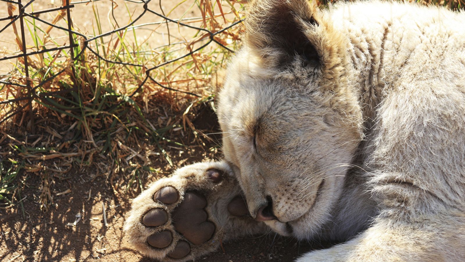 Grandes documentales - Leones Blancos, nacidos salvajes: Con todo en contra - ver ahora