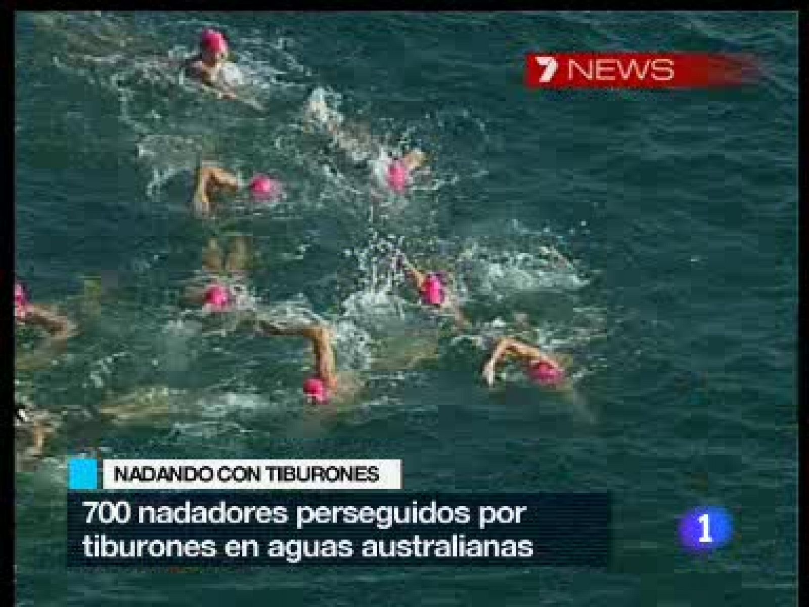 Un grupo de tiburones irrumpe en una competición de natación | Ver