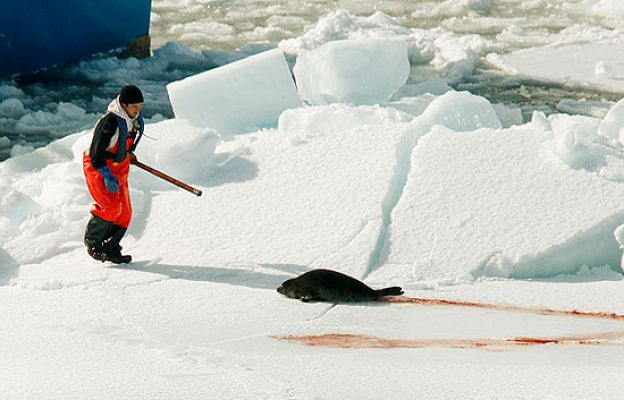 Así mueren las focas en Canadá