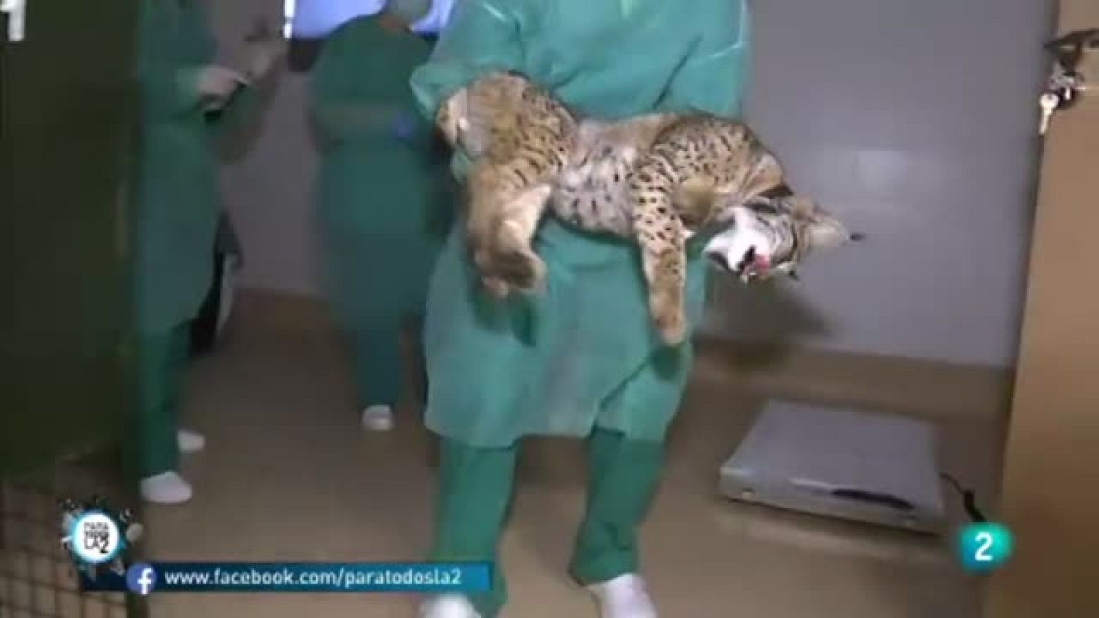 Para todos La 2 - Reportaje: El lince ibérico