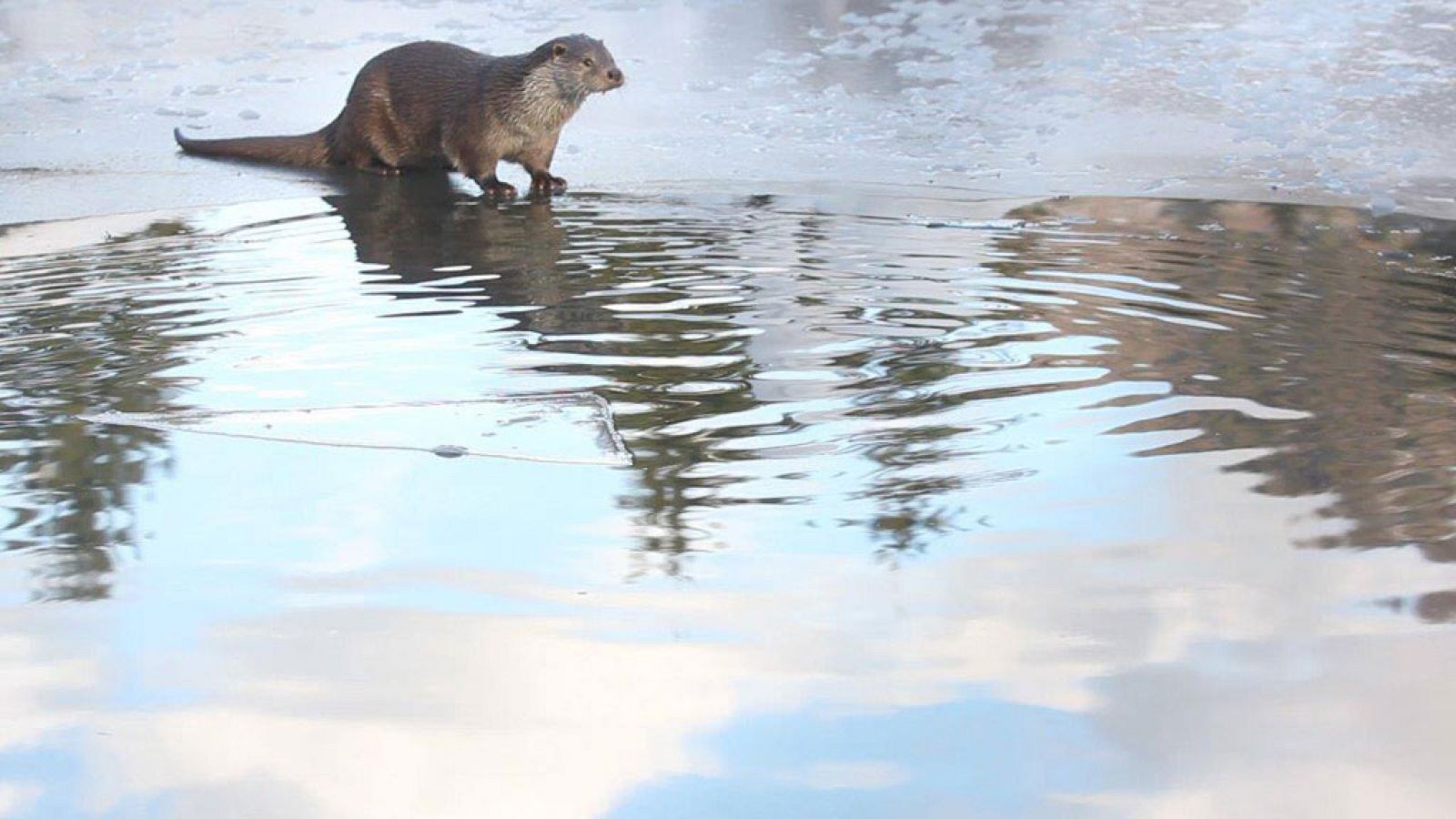 Grandes documentales - El bosque de las fantasías - ver ahora